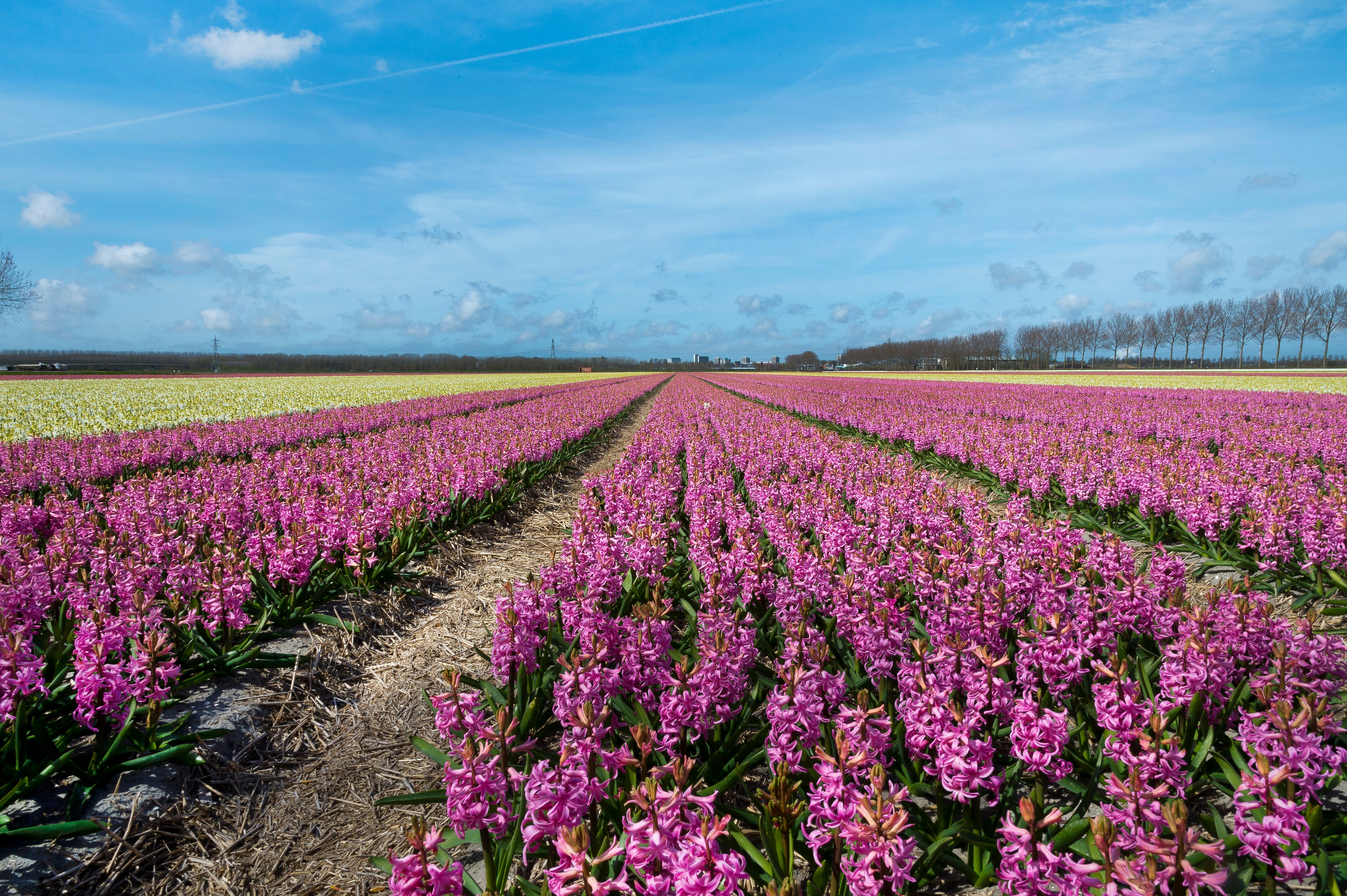 Friesland bloembollenveld