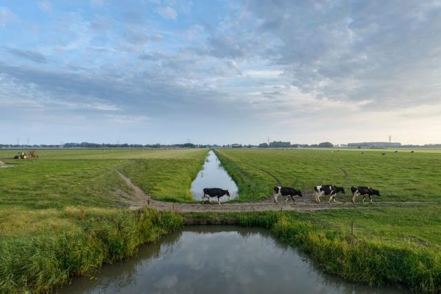 Beekdal koeien