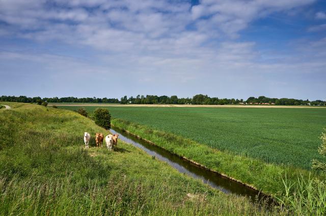 Koeien op weide landschap