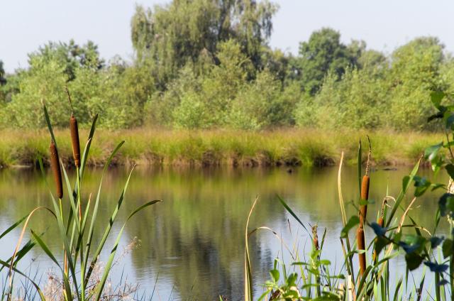 Laagveen landschap