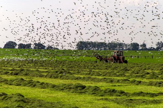 vogels boven landschap